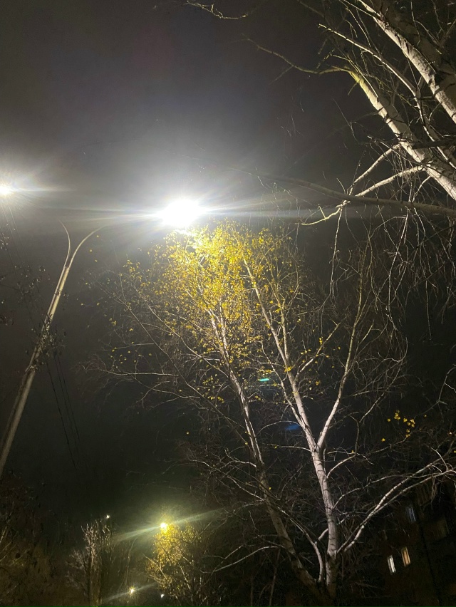 красота деревьев в бузулуке