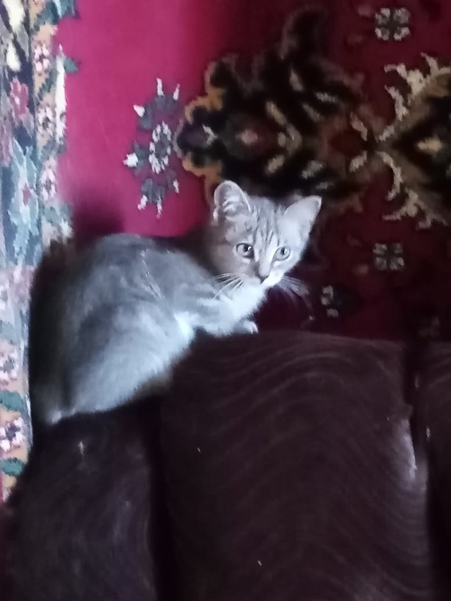 Уважаемые подписчики группы, трое маленьких котят оче?...