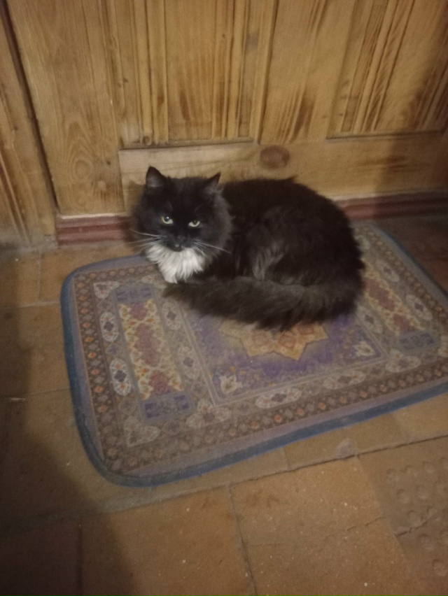 Ищем старых и новых хозяев, сейчас находится на ул.Парф...