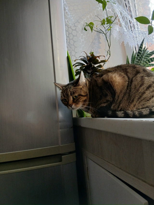 Ева грустит, кот Кекс в гостях как дома