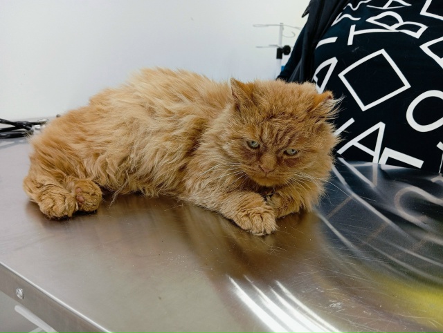 Животные
1. В районе молзавода потерялся рыжий кот Лёв?...