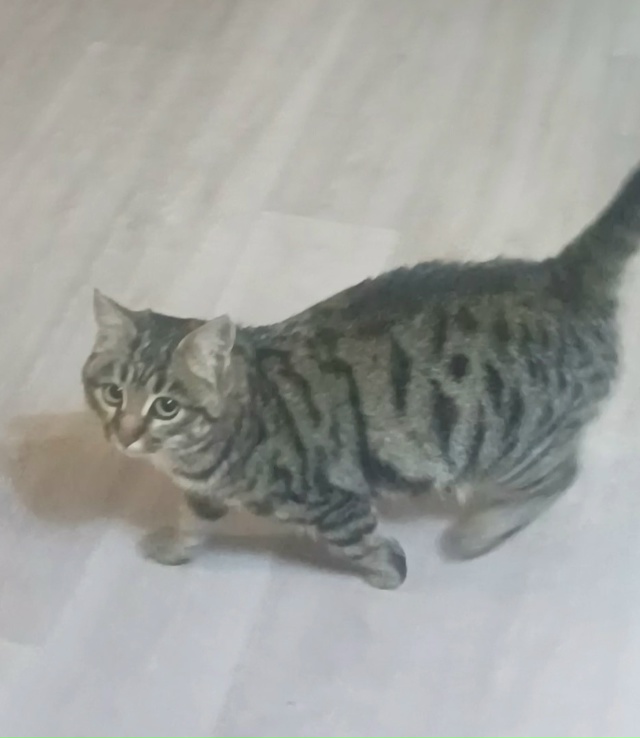 Утром убежал из дома котёнок ? на пер.Ленинградском. М...