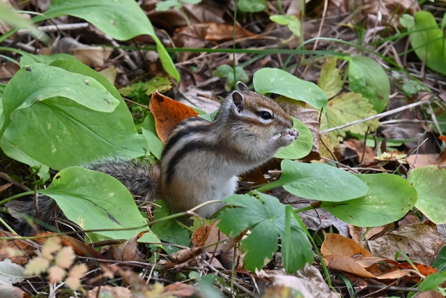 Белoгopский бypундyк в oктябpе
Фoтo: Сергей Зyбов
