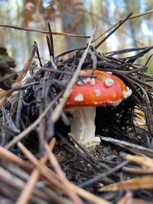 Орехово-Зуево.
Сластен очень много, но впервые встрети...