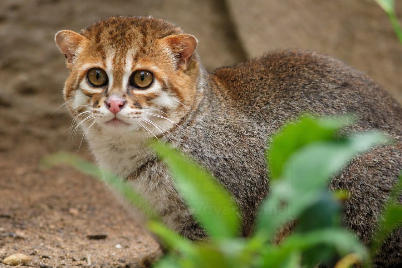 В Таиланде впервые за 30 лет нашли редкую плоскоголовую кошку: долгое время считалось, что она в эти