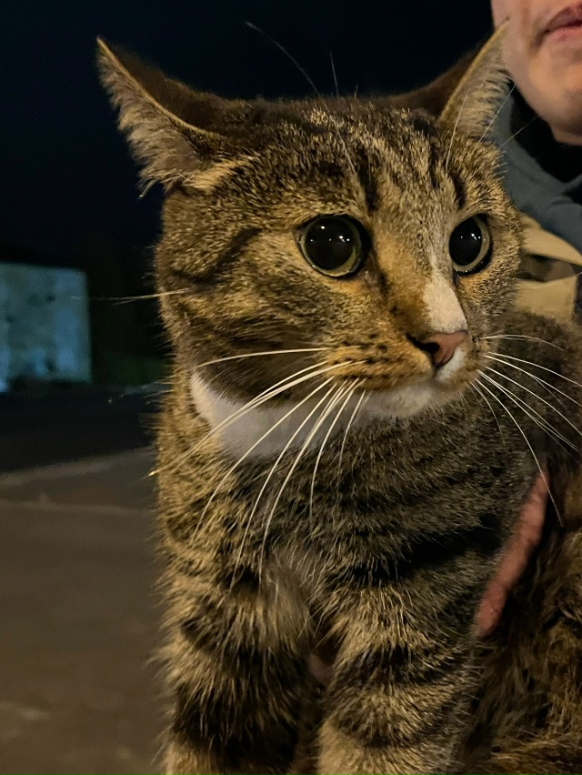 чья потеряшка? обитает в районе дк