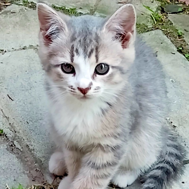 Трое котят, 2,5 месяца в Можайске
Дымчатая девочка и мал...