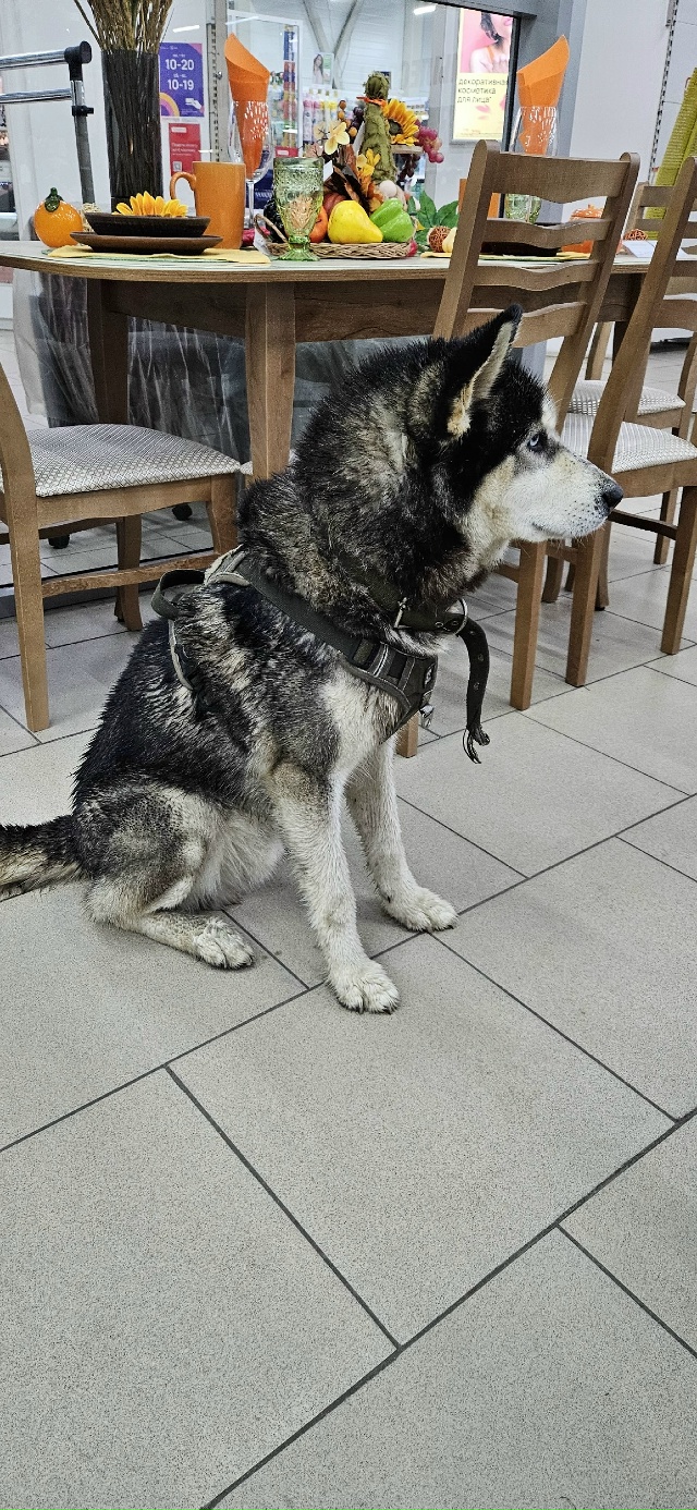 Чей пёс? Сидит в Олимпе ,мебельный отдел!