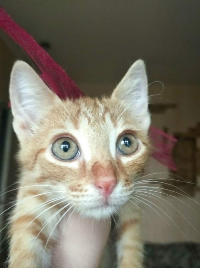 🍑 Котёнок Персик ищет любящих хозяев!
Персику идёт 5 ...