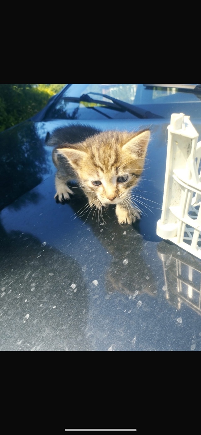 СРОЧНО! Отдам котят в добрые руки!
Котятам 1 месяц. От о?...