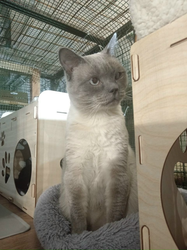 🐾✨ Веня ищет дом🐱
Вероятнее всего, он был выброшен ?...