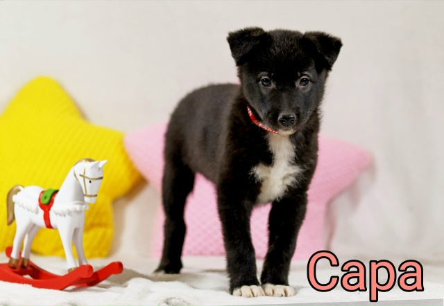 💝ОТДАЮТСЯ ЩЕНКИ В ДОБРЫЕ РУКИ 💝
🙌 Представляем ваш?...