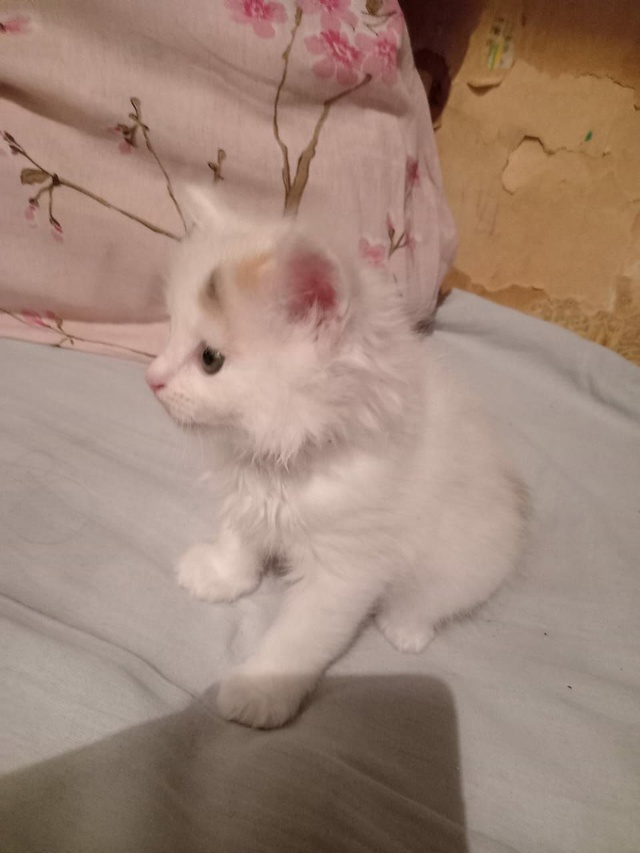 Всем доброго здоровья! 😇Отдам в добрые руки котят или...