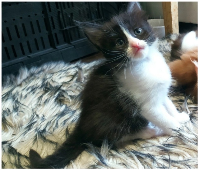 Предлагаем котят цветной турецкой ангоры от собственн...