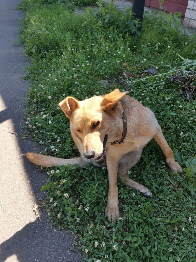 Чей потеряшка? С ошейником. Сегодня пришёл. Стрелецкая,...