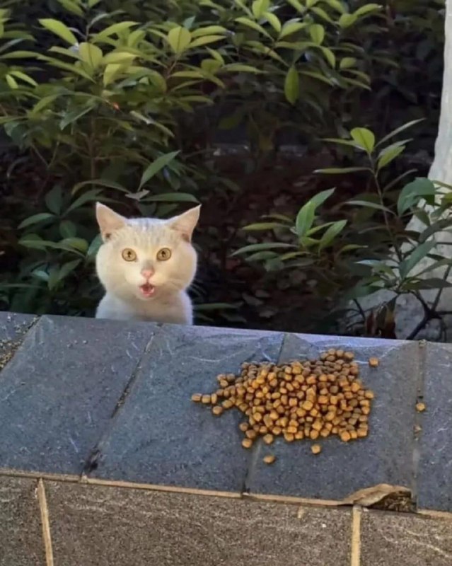 Девушка подкармливает уличного кота - и всякий раз он искренне удивляется