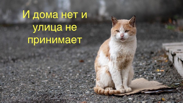 Его выбросили. А улица не приняла.
Он не родился в подв?...