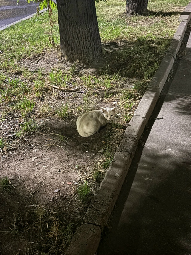 На углу дома 27 улица Флотская, увидела кошку, бело-беже?...