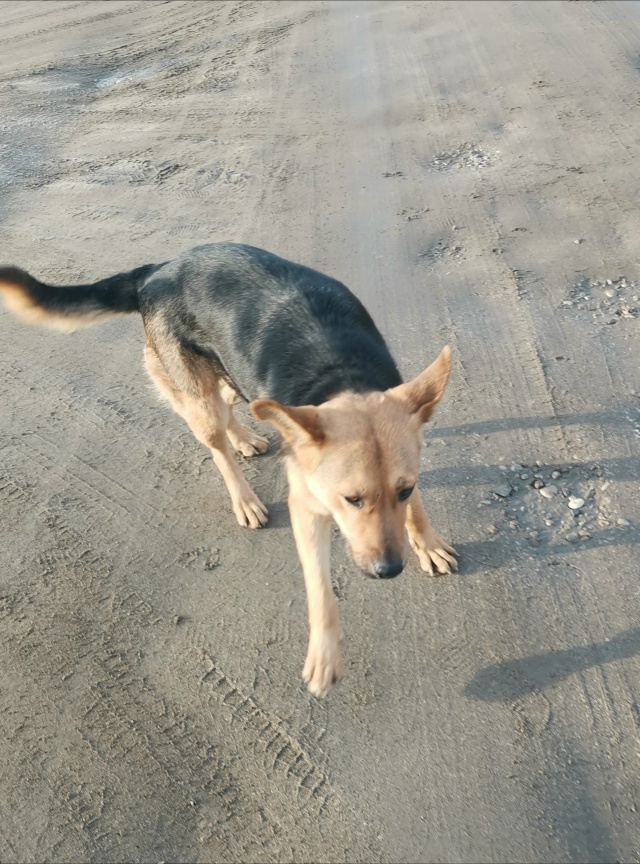 Чья красавица бегает возле военкомата? Лает на фейерве...