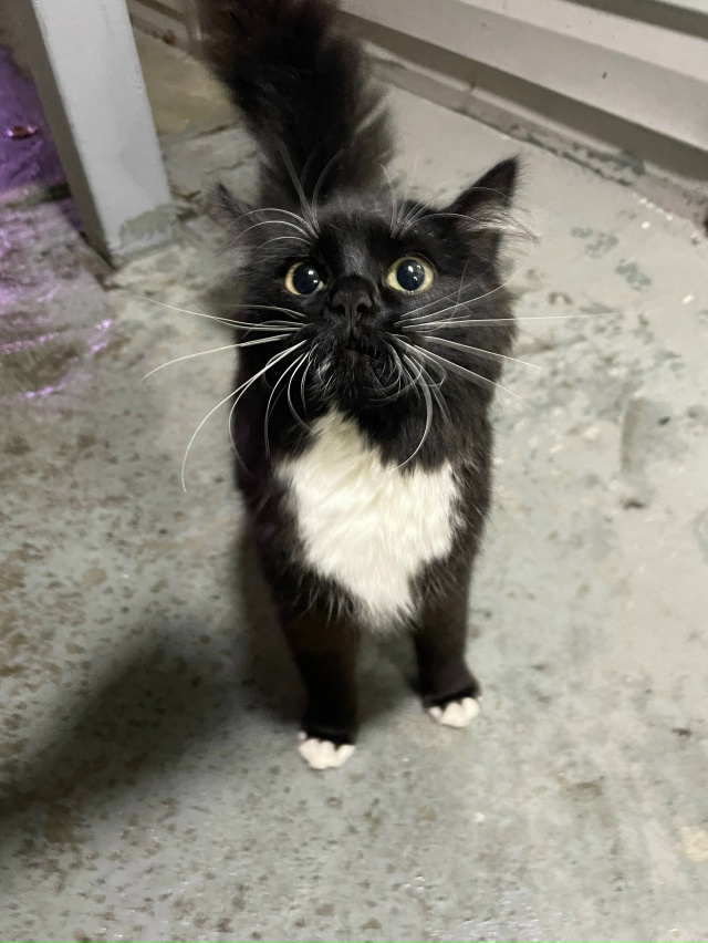 Кто потерял кошку? Улица космонавтов 41, возле детского ...