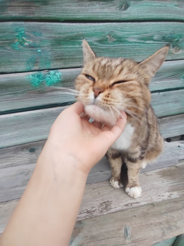 В селе Лазарцево нашлась кошечка, видно что домашняя , ?...