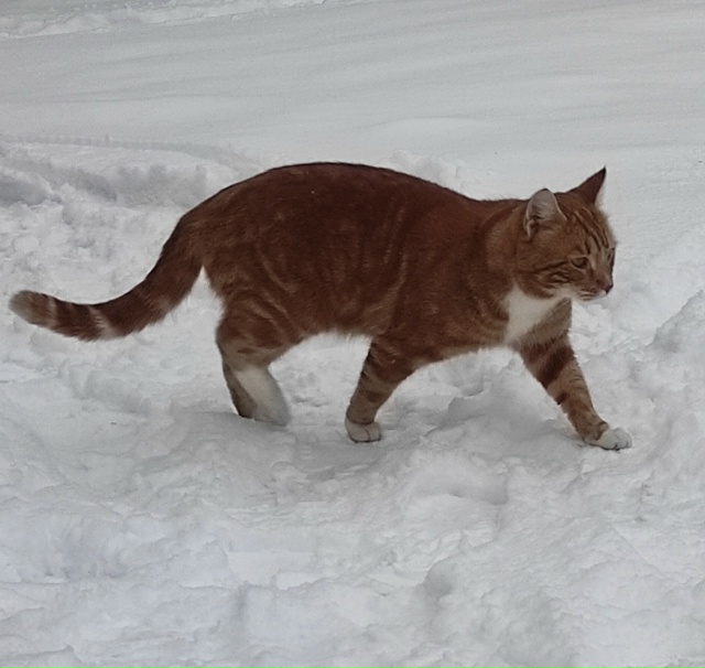 Киса,любитель зимних прогулок.