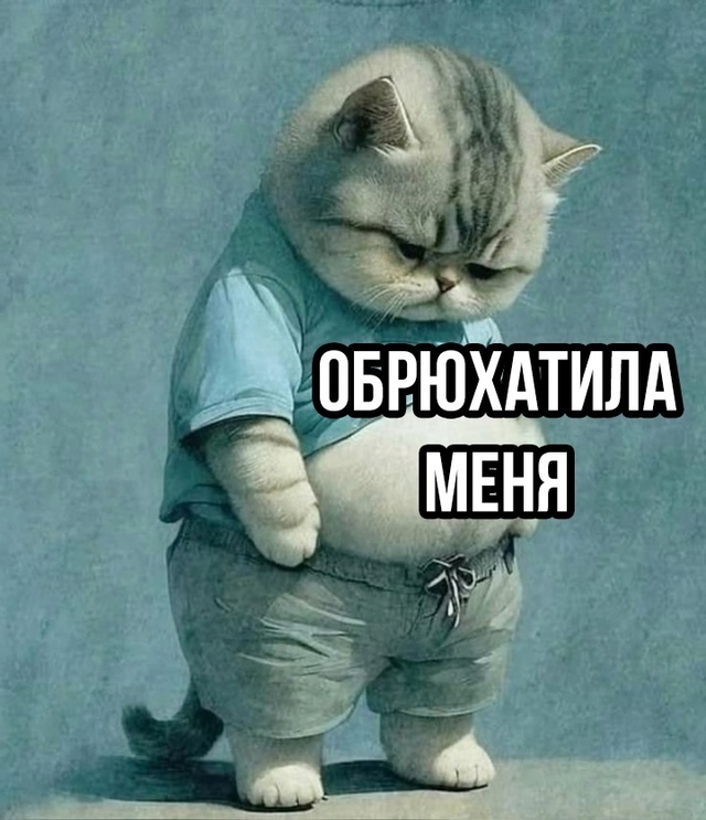 бедный котик