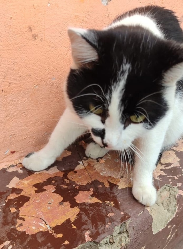 Здравствуйте!чей котик?Никто не терял?видно,что голодн...