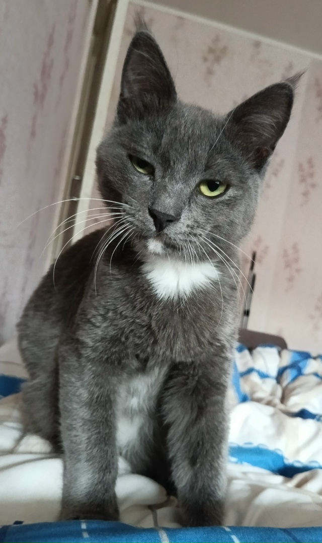 Котик Бэби - серый мамин прыщик. Не выспался!