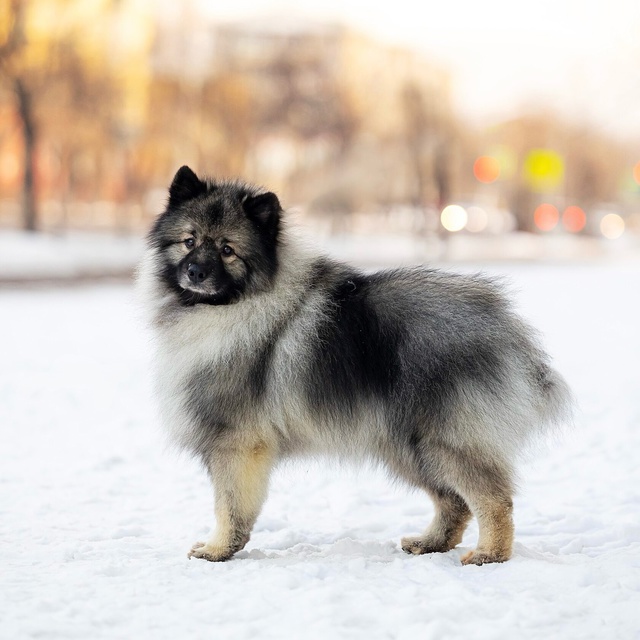Разыскивается ❗️❗️❗️
Кличка Пуш, 4 года.
Кобель, пор...