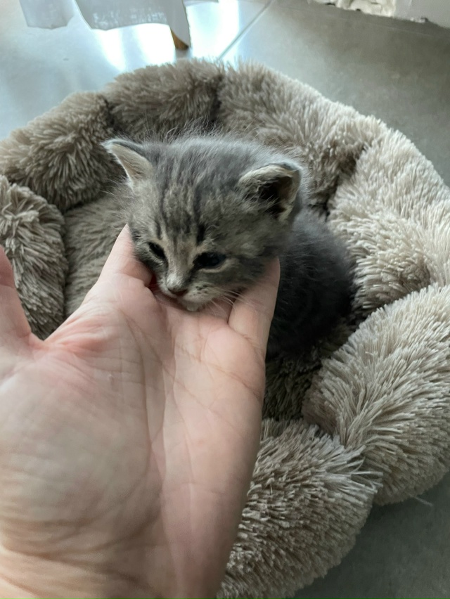 Здравствуйте! Пожалуйста, заберите котенка( девочка, п?...