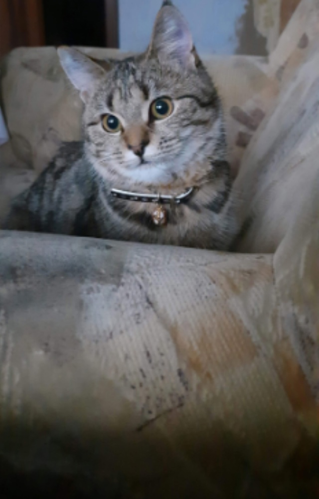 Пропала кошка! Район старого кладбища, Коллективная. К?...