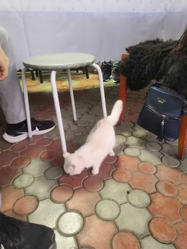 Нашлась кошечка, в районе ул. Чкалова, отзовитесь, чья п...