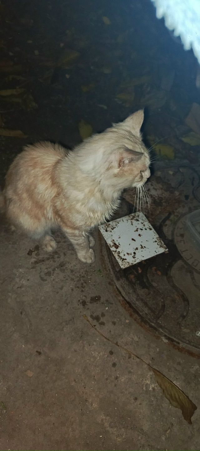 Кто потерял мей Куна?