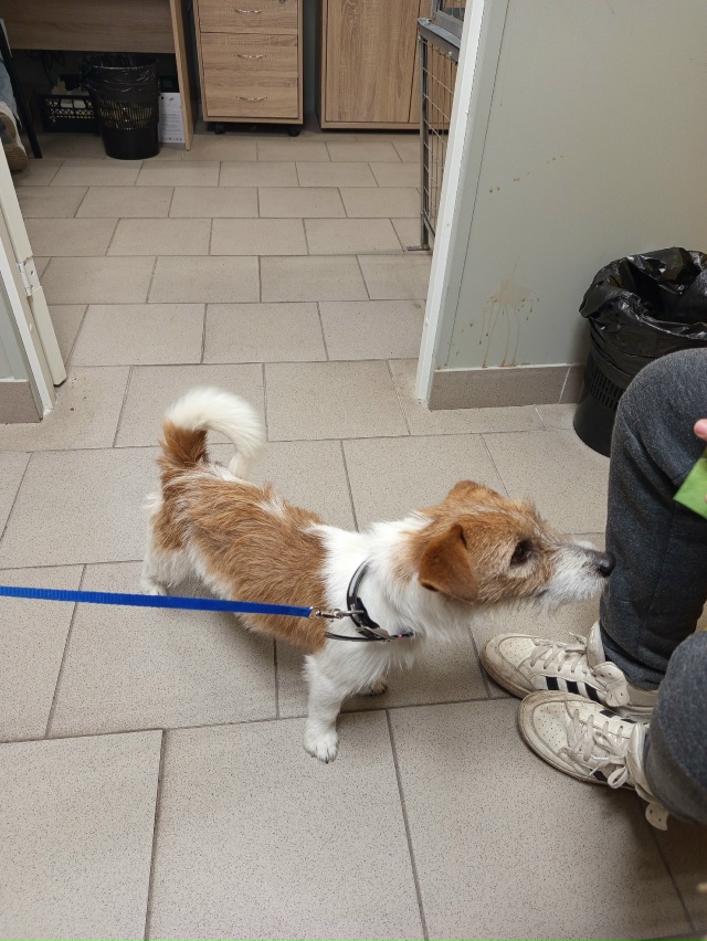 Найдена собака с ошейником в районе 9 мая. Обращаться в ...