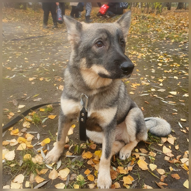 Ищем для Златы заботливые руки❤ и теплый дом🏡.
Возьми...