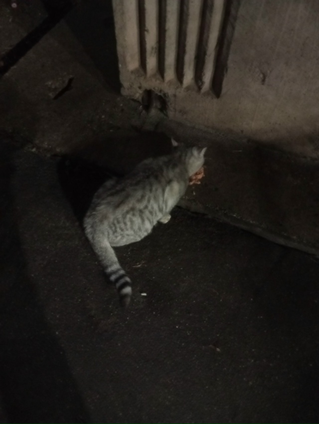 На Южном, д. 7 поевилсь новый голодный котик. Может поте?...