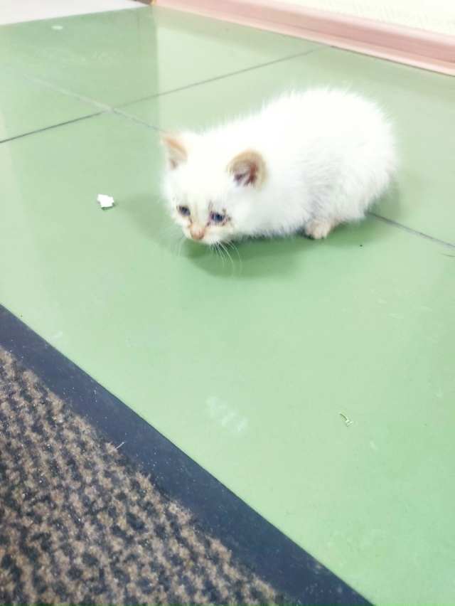 Найден котёнок (девочка) на ж/д вокзале, красивый белый ...