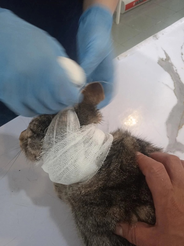 Друзья. 🆘🆘🆘🆘
Вот такой котик попался на пути. У кот?...