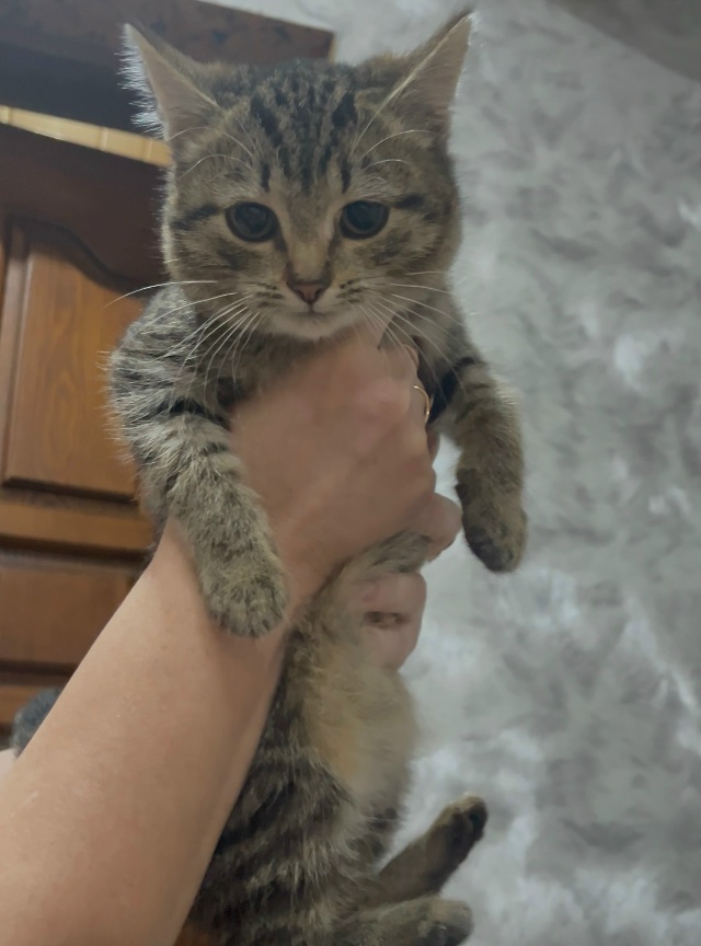 Отдам котят , писать в лс
Не анонимно пожалуйста 🙏