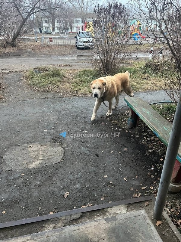 Зоозащитники Свердловской области требуют наказать п?...