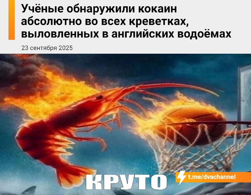 ❗️Любители креветок, внимание: учёные обнаружили кокаин во всех креветках, выловленных в водоёмах Ан