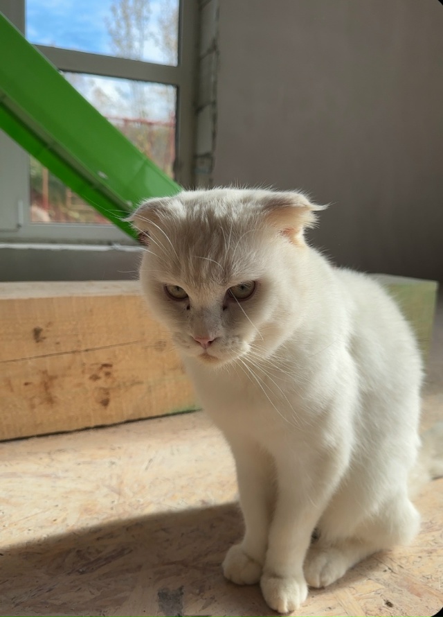 пропал кот, район немецкие дома-дружба, просьба кто под...