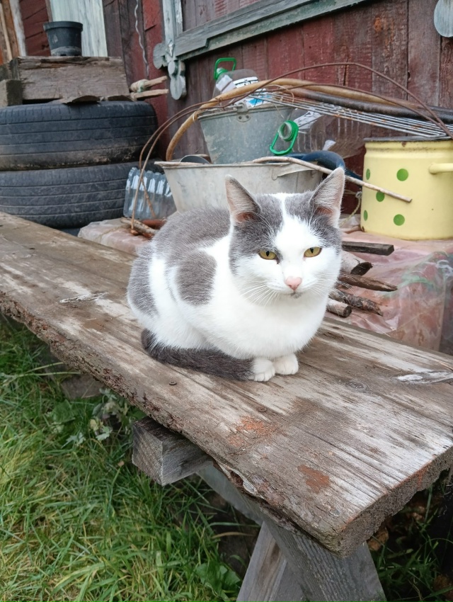 Чья потеряшка? Прибилась на ул. Ленина, 33