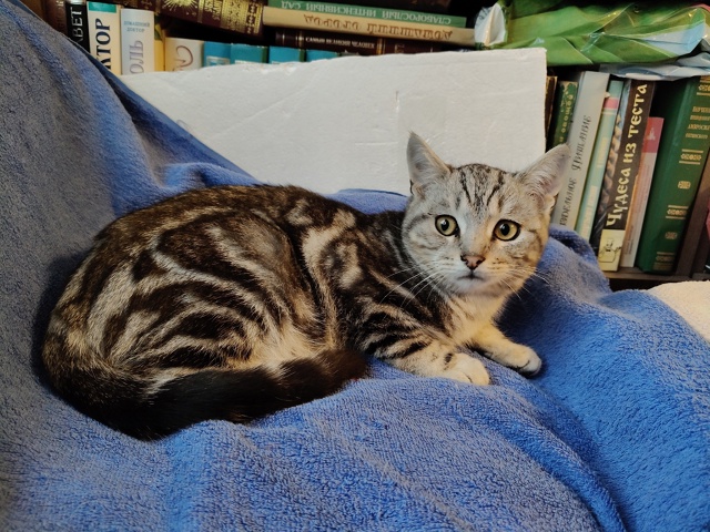 Помогаю информационно. На участке у пожилой женщины по...