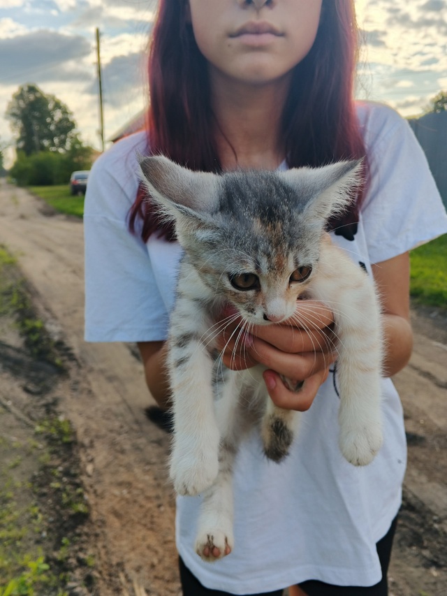 Кому нужен котенок, девочка, ласковая и послушная , нах?...