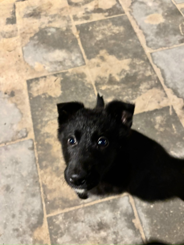 Нашли потеряшку в парке. Девочка. Ищет своего хозяина и...