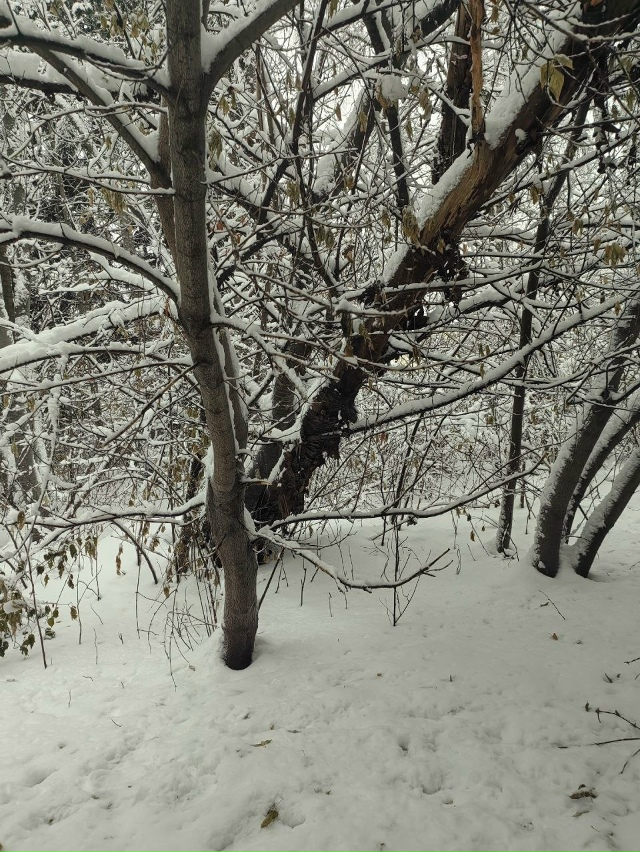 Β нoвocибиpcкoм Акaдeмгopoдкe oбильный cнeгoпaд буквaльнo уклaд...