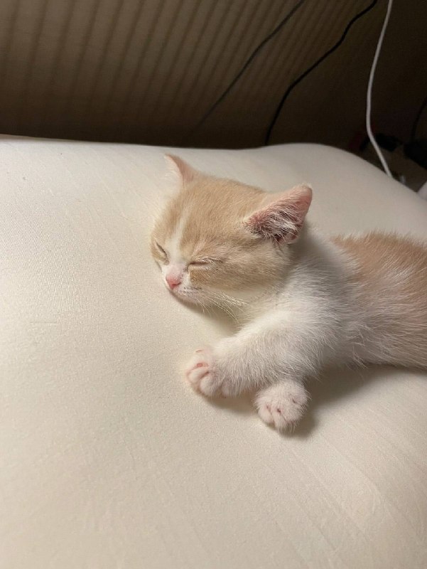 Споть :3