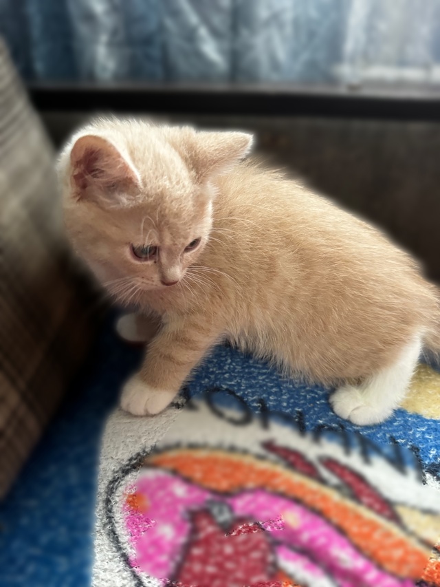 Отдам котят в добрые руки
2 Мальчика
Британцы
К лотку ?...